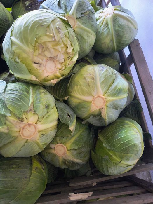 Kapusta paszowa duża