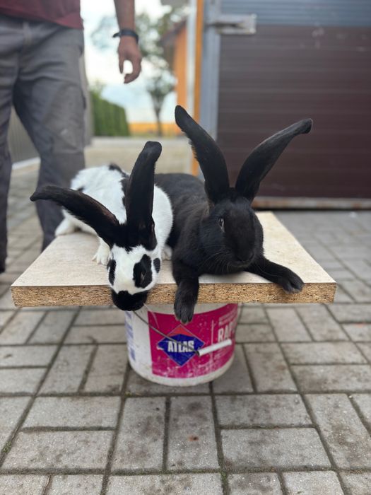 Sprzedam króliki srokacze