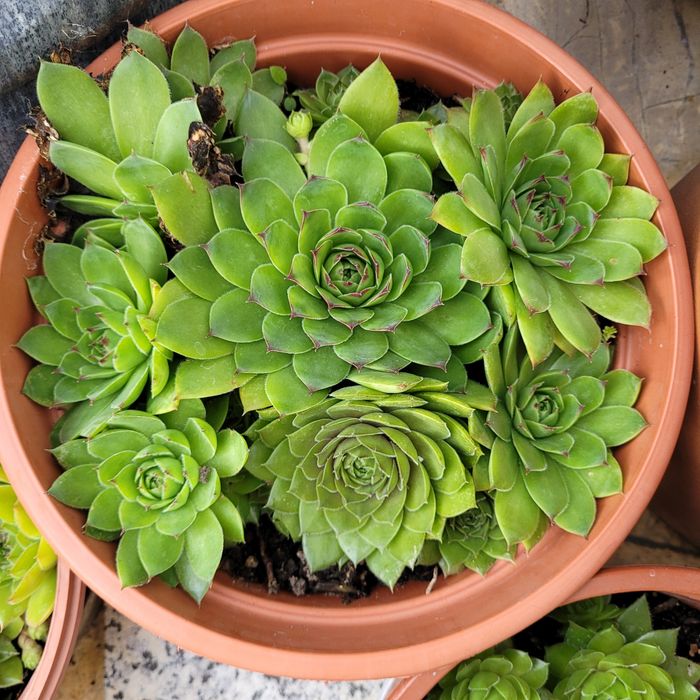 Rojniki kwiat ogrodowy