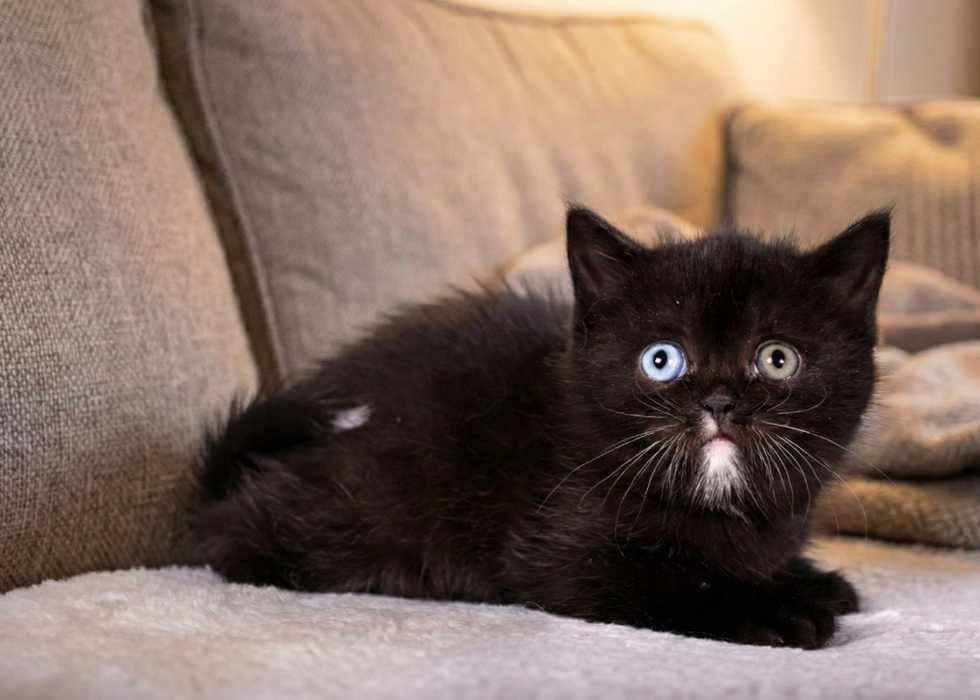 Породиста шотландская Скоттиш Страйт. Дівчинка!