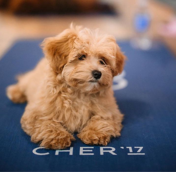 Мальтипу | Maltipoo