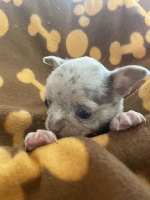 Chihuahua  femea   excelente merle chocolate