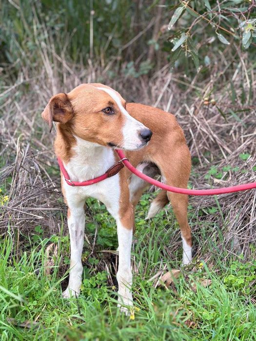 Cão para adoção (Hugo)