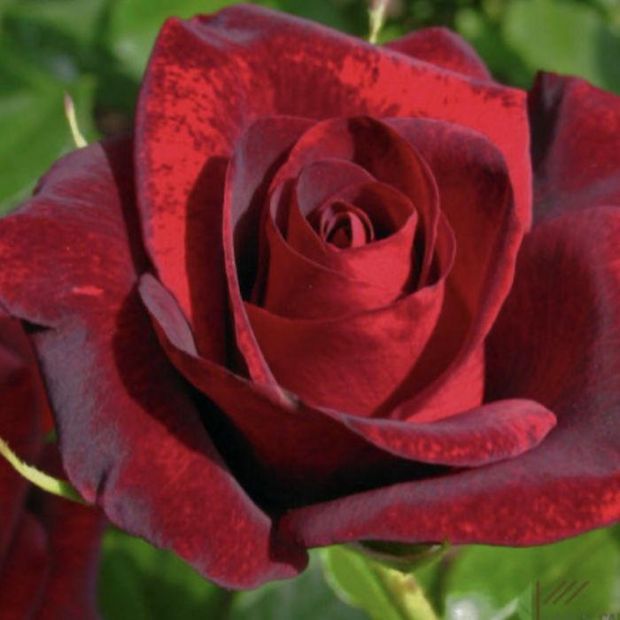 Троянда  Гран Прі Grand Prix дворічний кущ