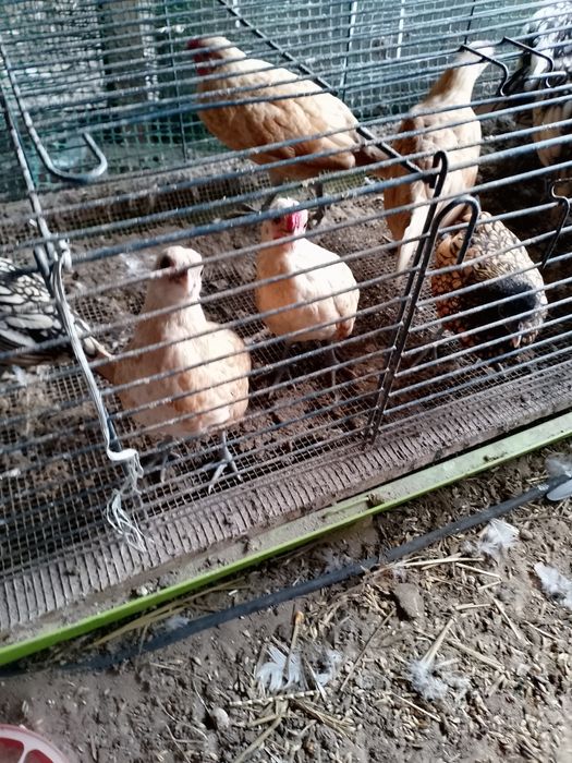 Kogutki sebrytki