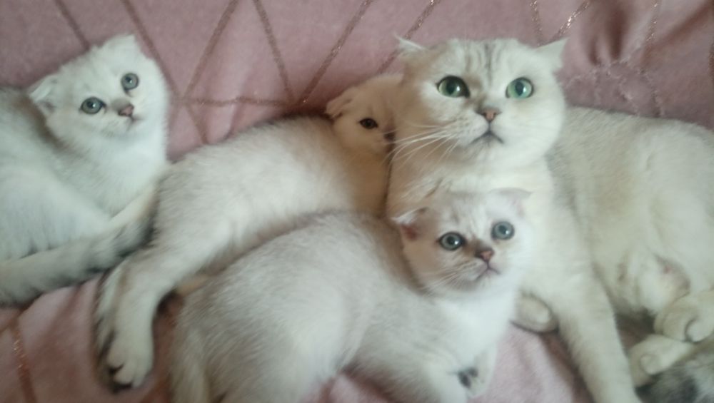 Котята серебристой шиншиллы