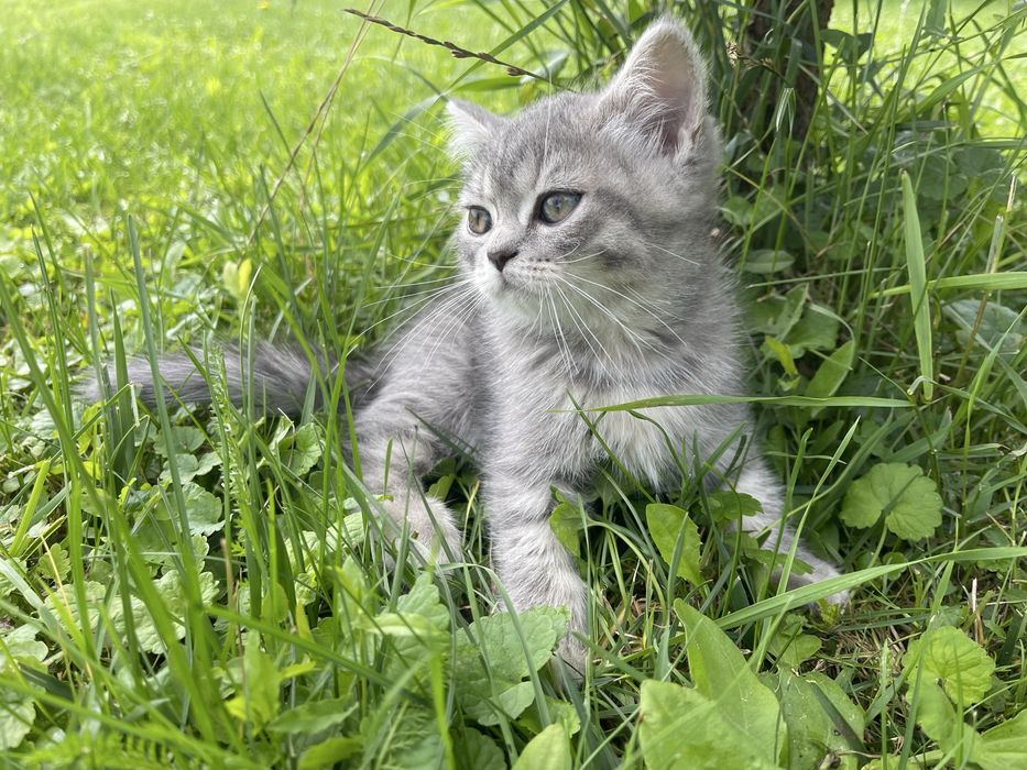 Шотландські кошенята