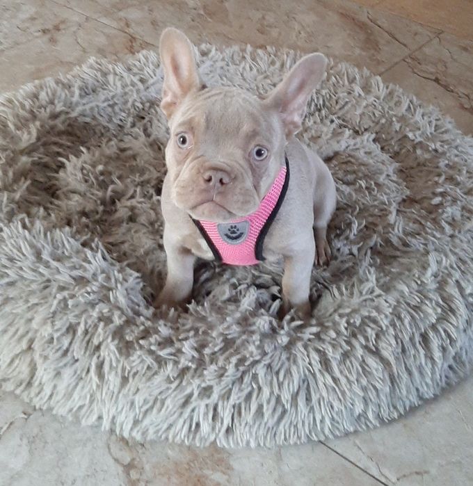 Buldog francuski suczka isabella