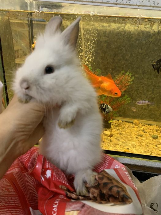 Кроленята і морськи свинки