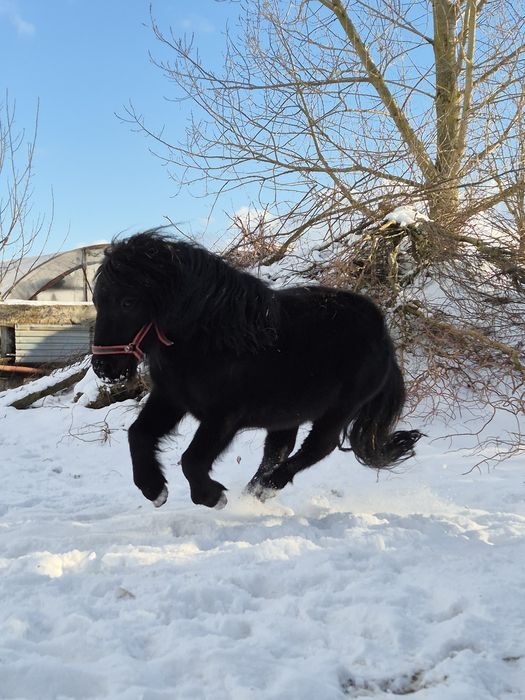 Kuc szetlandzki kary