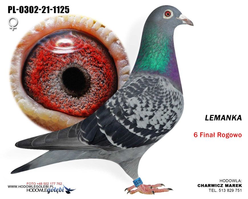 samica 6 z finału wg rogowo