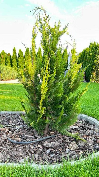 Tuja Żywopłot Cyprysy 'Ivone' - Idealne do Twojego Ogrodu! 100cm