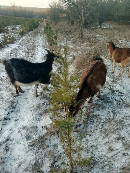 Продам Кіз кітні