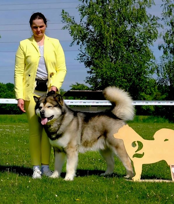 Alaskan Malamute 6 grudnia  2026  Arctica Challenge Poland FCI