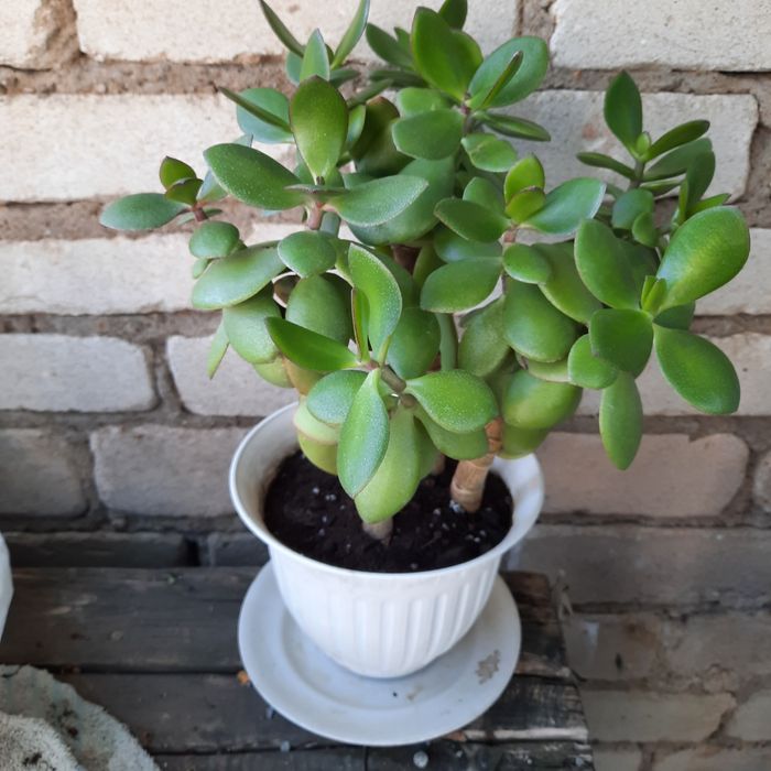 Кімнатна рослина, товстянка "грошове дерево"