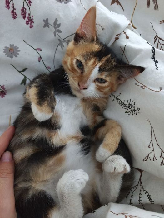 Котенок кошечка трёхцветная.