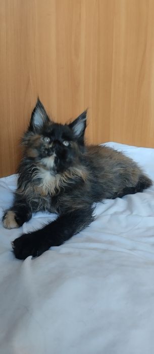 Девочки  Мейн Кун окрас черепаховый, 2 месяца