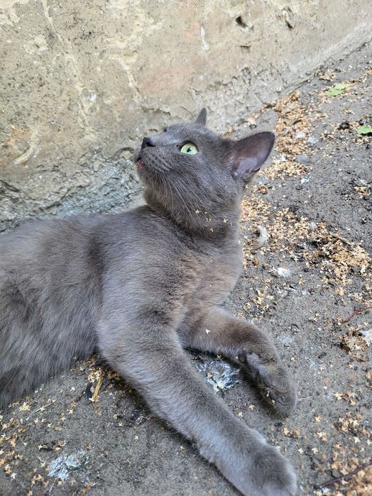 Котик схожий на російську блакитну шукає дім.