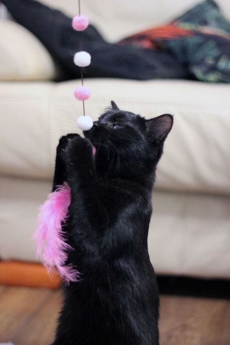 Mila szuka wspólnego domu z Milką! Fundacja "Stawiamy na Łapy"