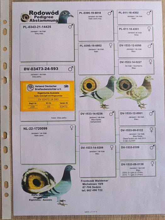 Golebie pocztowe w linii