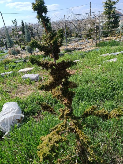 Туя Мелодия Холуб скульптурное растения