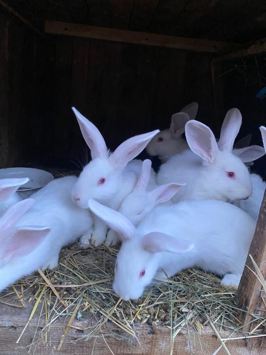 Продаж кролів панонів