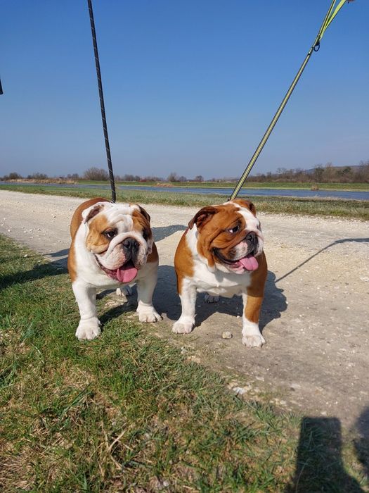 Buldog Angielski para