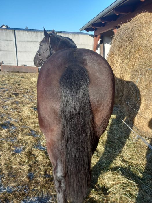 Sprzedam klacze śląskie