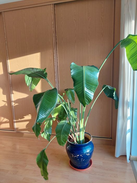 Strelitzia nicolai 150-170cm