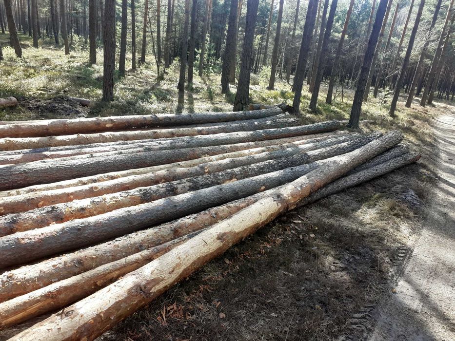 Kłoda sosnowa 4m , 5m  CX 2,5