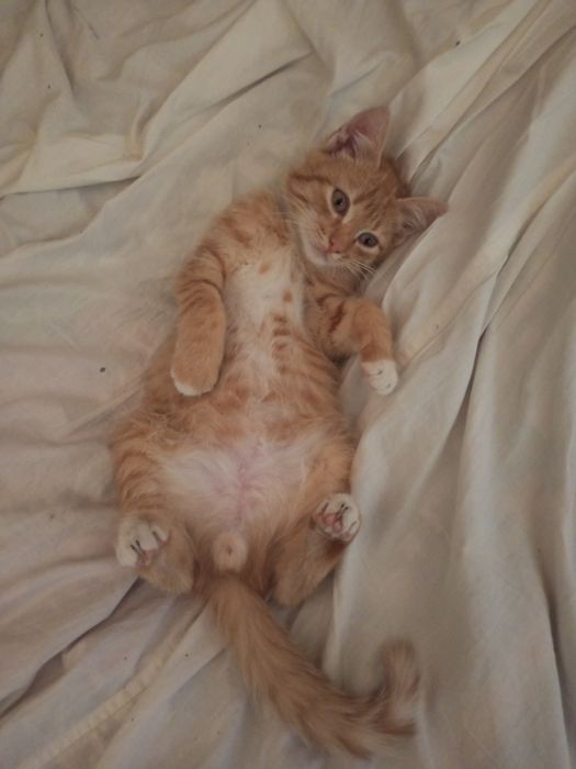 Котенок бесплатно