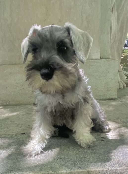 Schnauzer miniatura sal e pimenta
