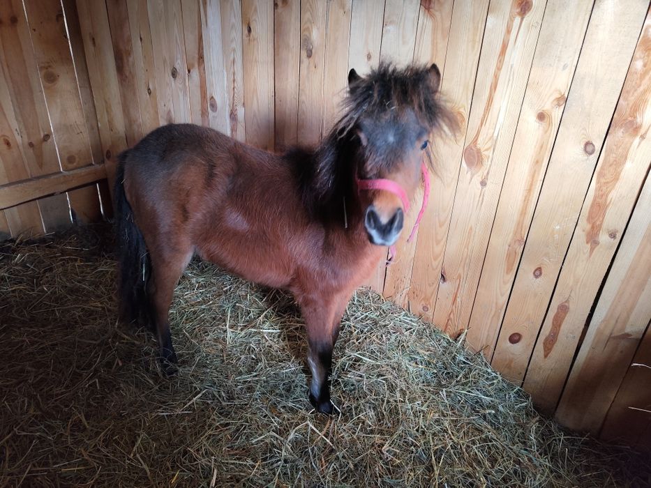 Na sprzedaż kucyk ogier