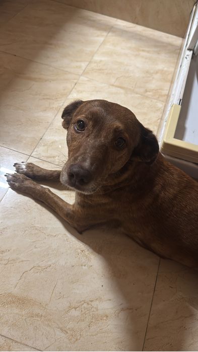 Dou cadela de 3 anos
