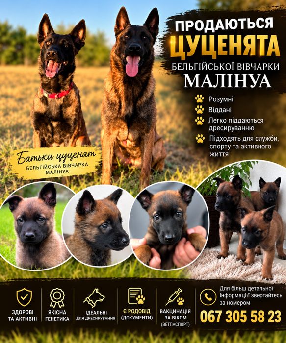 Продаються цуценята бельгійської вівчарки малінуа