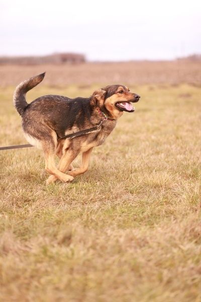 Młody,  energiczny psiak szuka nowego domku