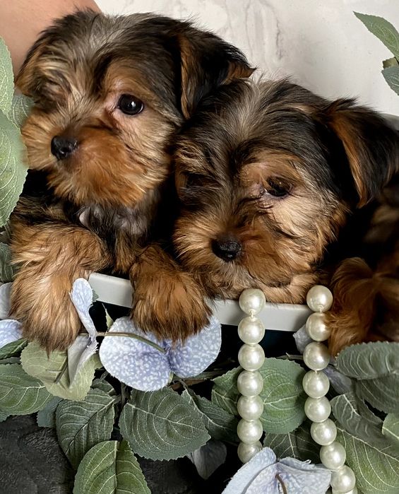 Йорки неймовірно гарні.