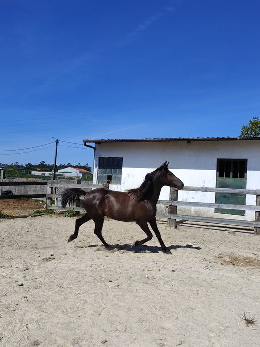 Poldro 2 anos e meio