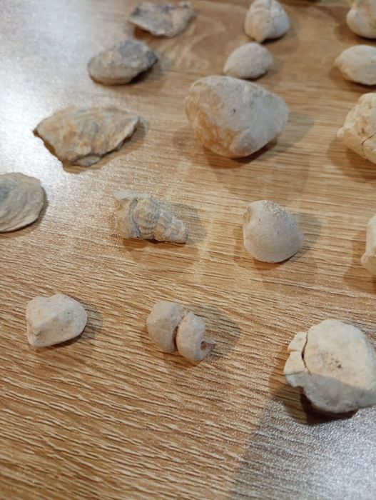 Vários fósseis marinhos