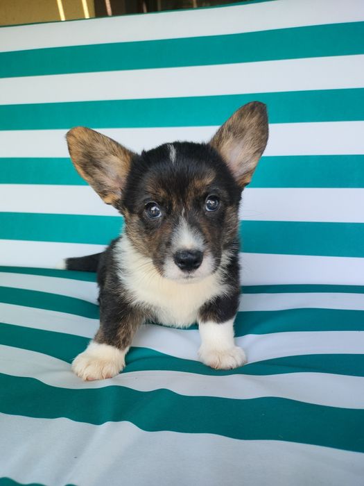 Welsh Corgi Cardigan FCI