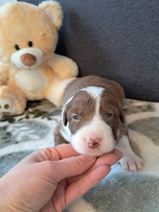 Cynamonowa sunia Border Collie