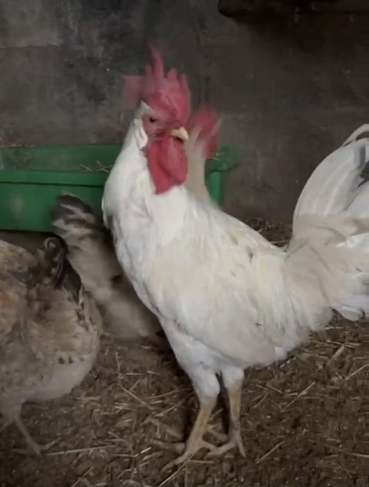 Ovos galados de jersey gigante azul, jersey gigante negra e leghorn