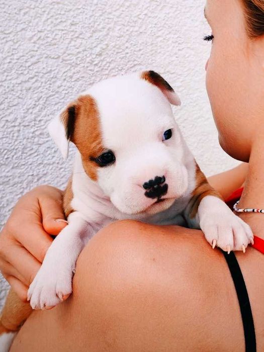 Amstaff SAMIEC Rudo-Biały!