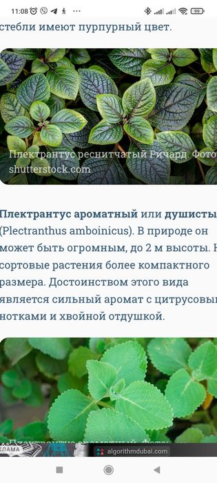 Плекрантус ароматний