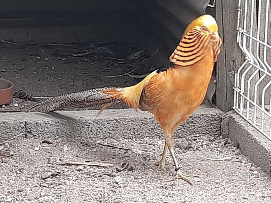 Faisões  ornamentais