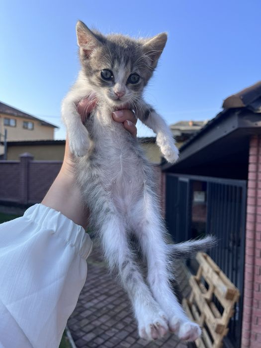 Кошенята в добрі руки