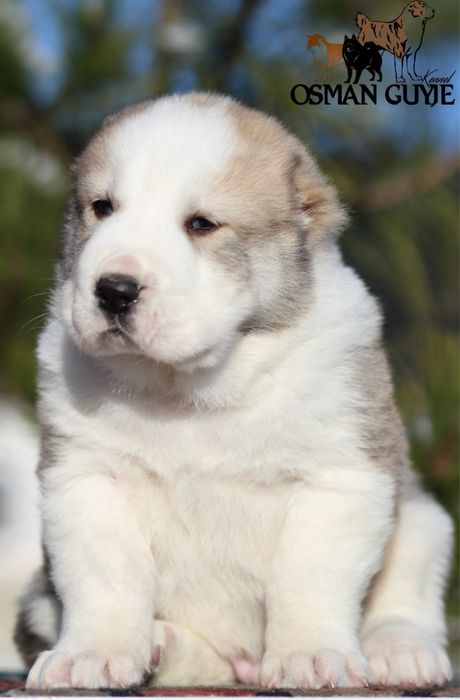 Крупний хлопчик САВ Середньоазіатської вівчарки алабай