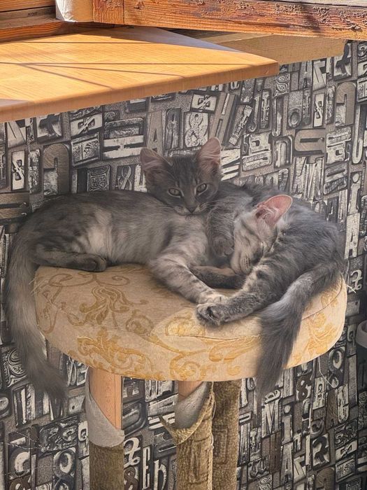 Котята ищут дом, 4 месяца, кот кошка