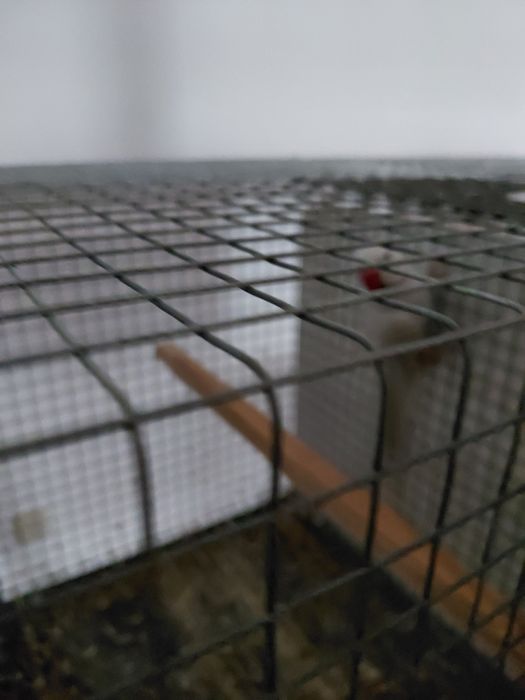 Casal de ring neckes