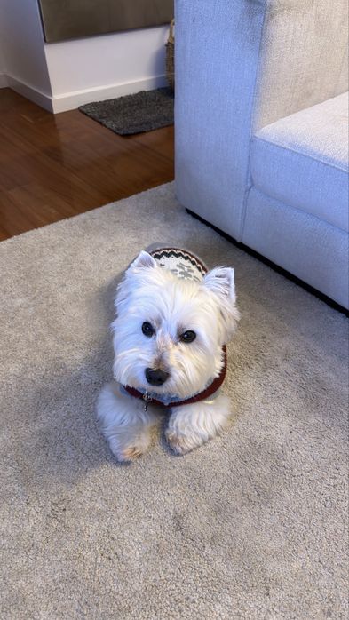 Procura-se cadela para acasalar West Highland White Terrier